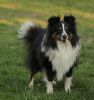 Choco Benji von der Sheltiebande ( Benji ) 22.04.11 -5